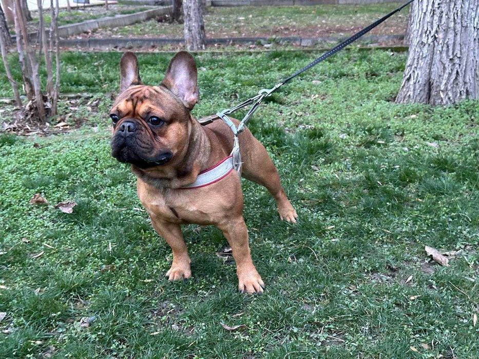 Французскому бульдогу по кличке Бальтазар нужна подруга для вязки