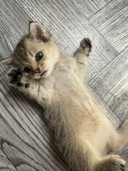 Продаются котята Золотые шиншилы!!!возраст1.5 месяца