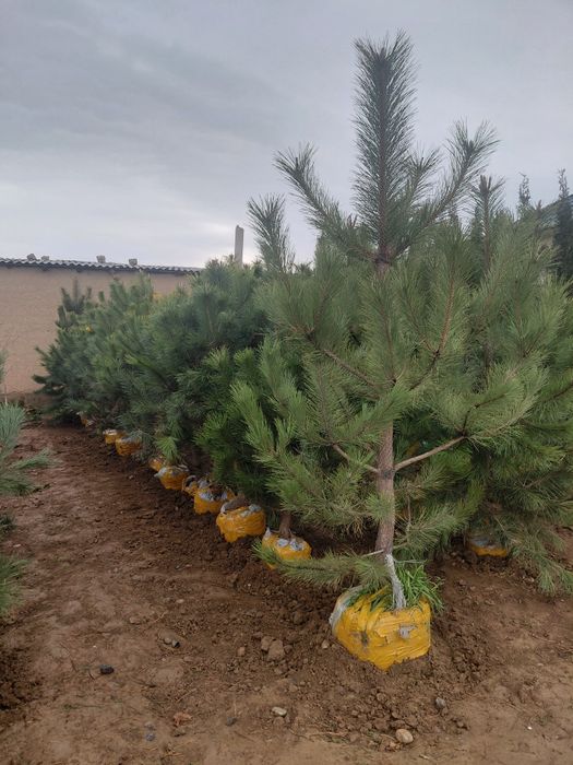 Хвойный дереья, Роза