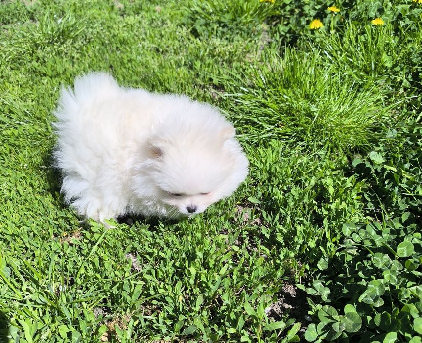 Померан мини момче