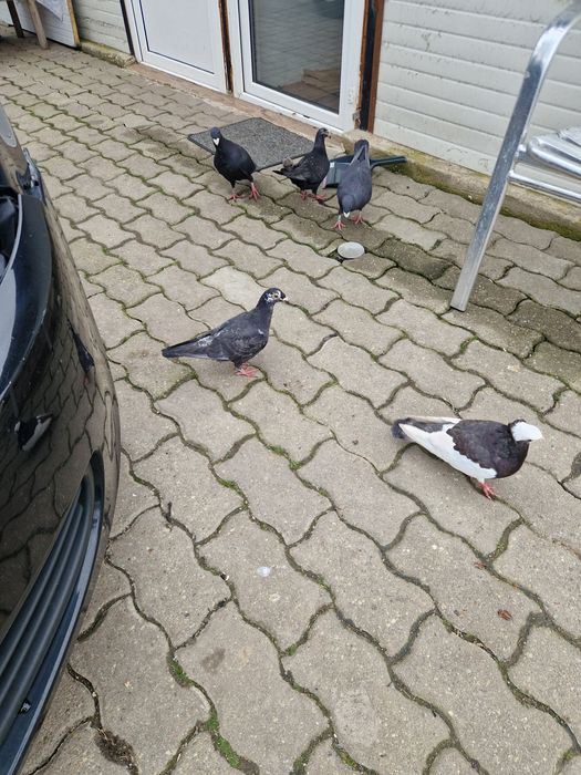 Porumbei  voiajori stil vechi ,