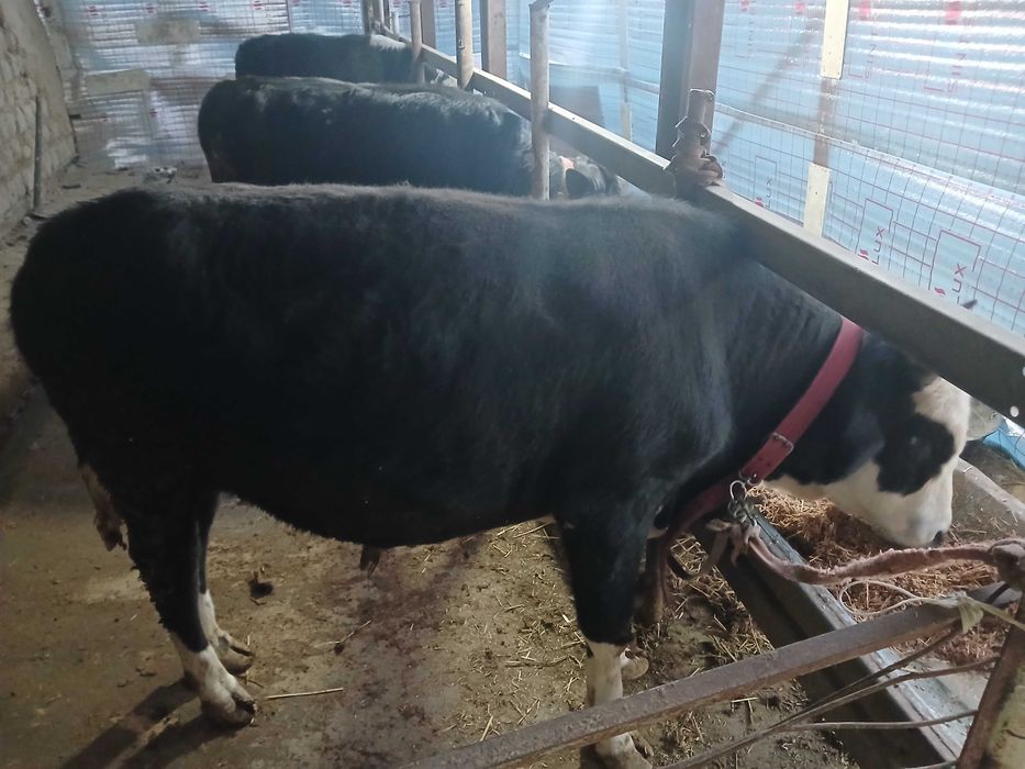 Хуккиз сотилади еб ичиши зур