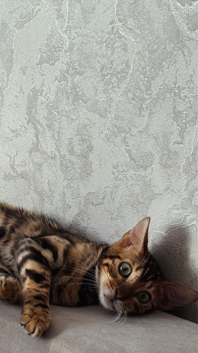 бенгальский котенок