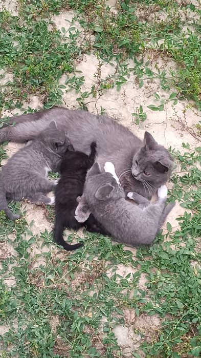 Mushuk tekinga bervoriladi