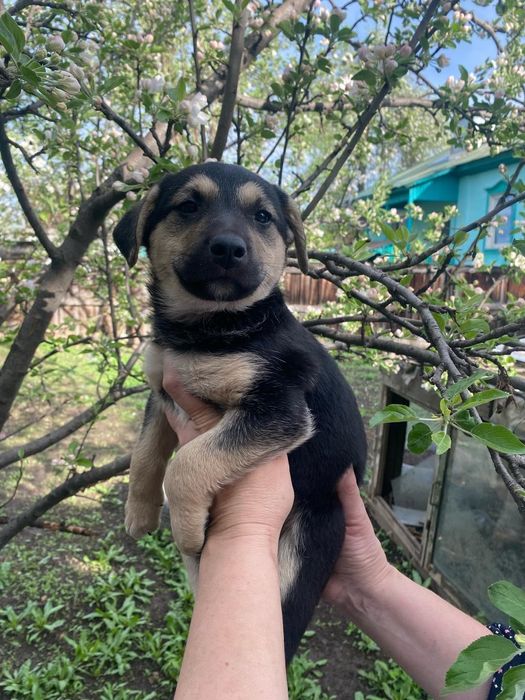 Щеняток в добрые руки отдаем