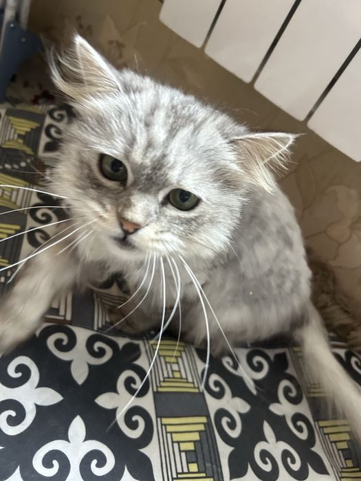 Кошка сибирка малышка