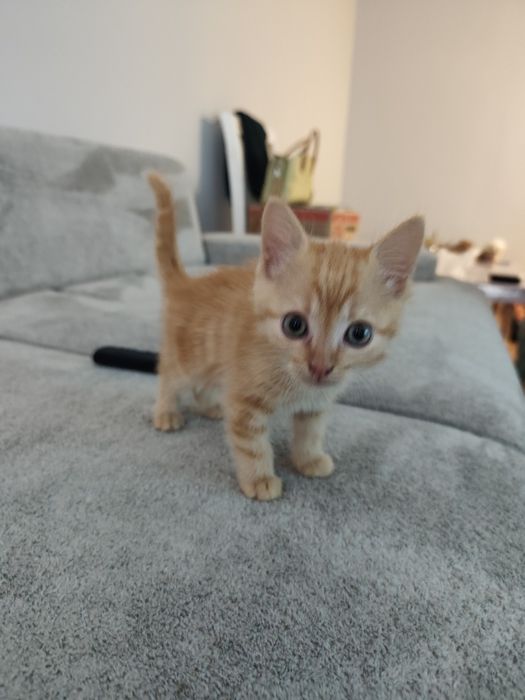 Продам двух котов.
