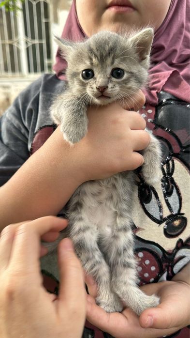 Котята девочки бесплатно