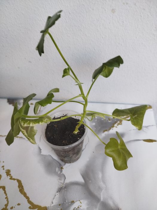 Пеларгония плющелистная Marlen