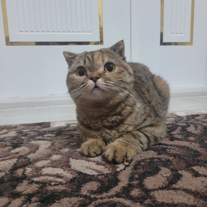 Scotish fold  sotiladi 1,5 yosh  qiz