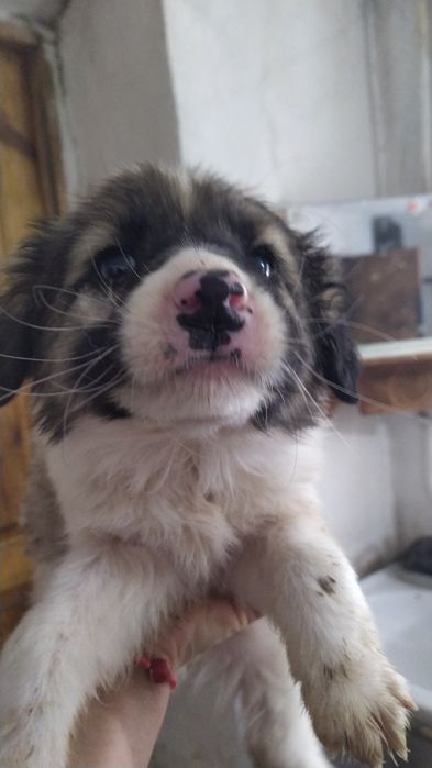 собаки в хорошие руки