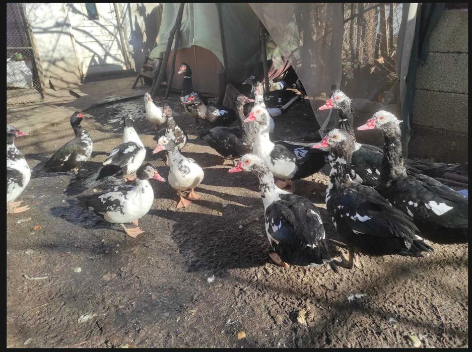 Rate lesesti (mute) tinere.