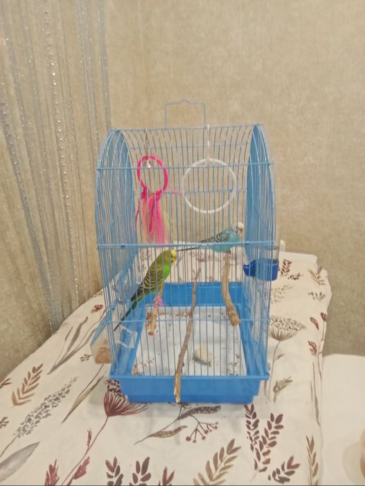 Продам попугаев волнистые