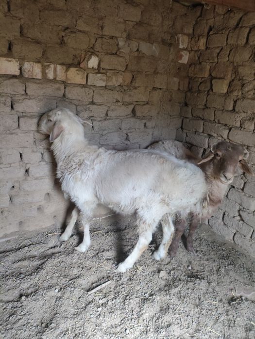 Аппақ тоқты қошқар жастан асқан.