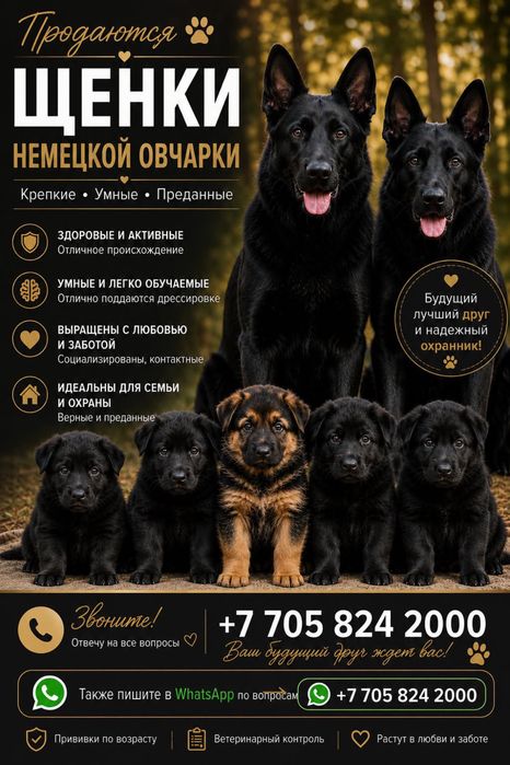 Щенки немецкой овчарки