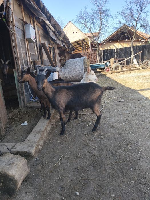 Vând capre Alpina Franceza