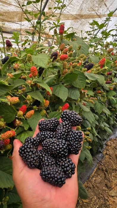 Разсад едра сладка къпина карака блек