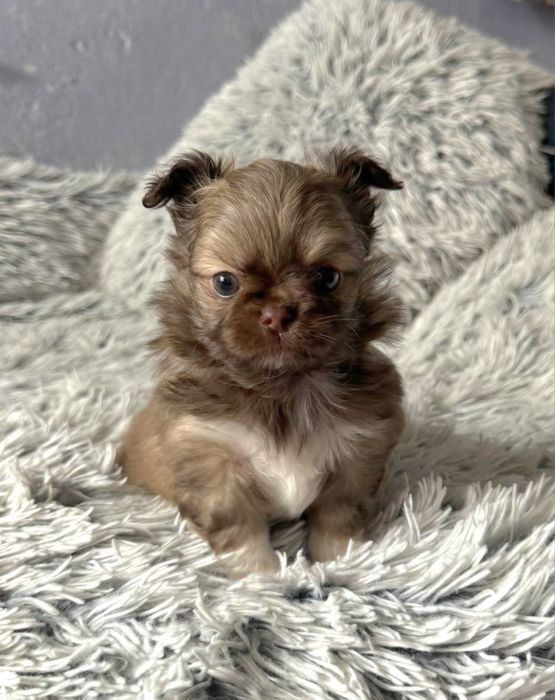 Чихуахуа момчета