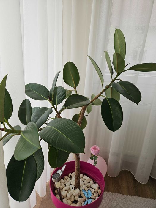 Vand  Floare ornamentala, Ficus