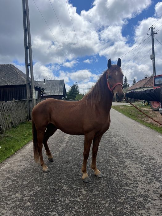 Iapă Maestoso, culoare roib, pret negociabil