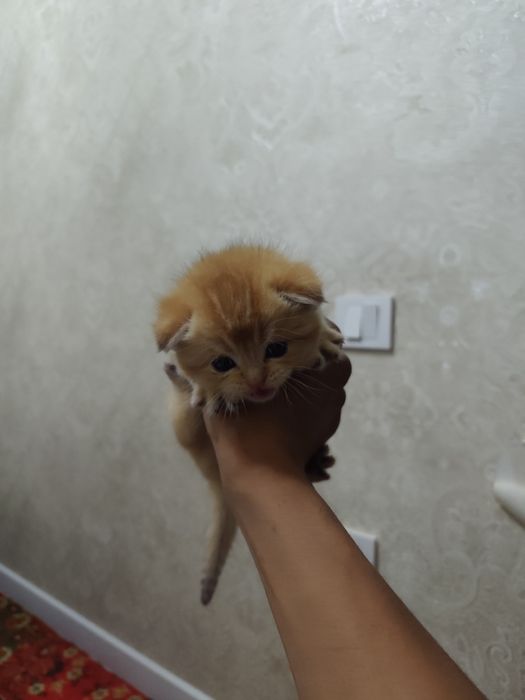 Шиншилла боллари