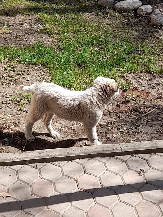 Отдам даром щенка