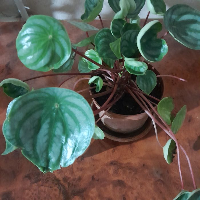 Пеперомия арбузная