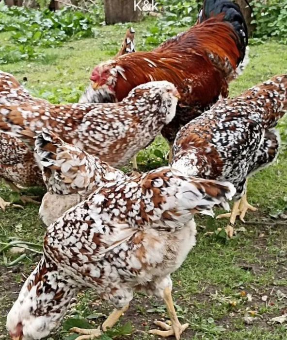 Орловский зотли товуклар тухумга заказ оламиз