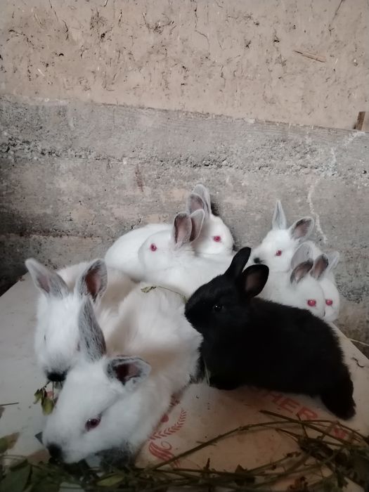 Quyon bolalari sotiladi