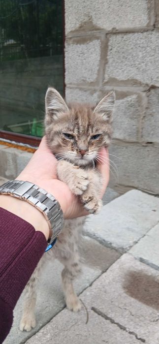 Котята черная и серый