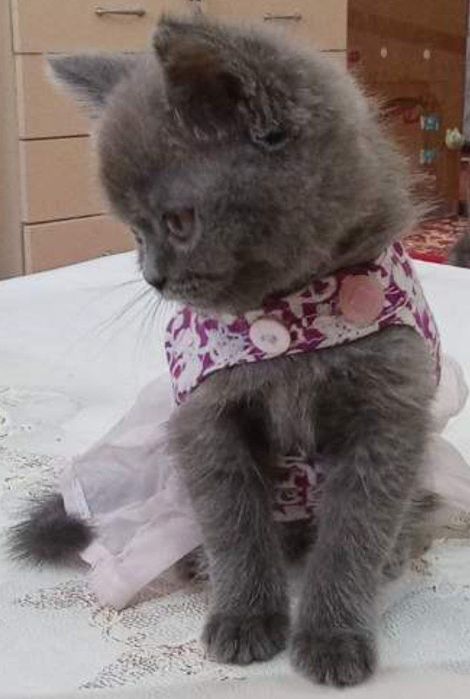 мушуклар сотилади