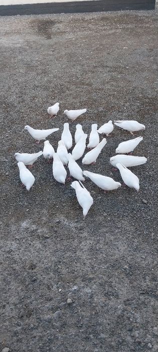 Бакинский Лысый Белый