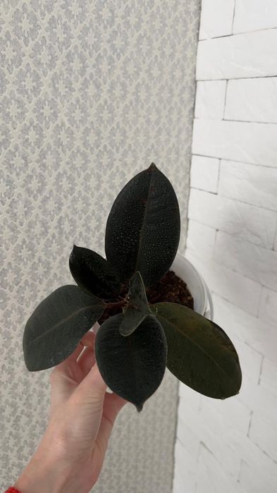 Фикус абиджан абиджан