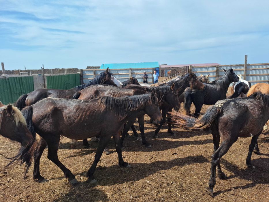 Жылкылар и Лошади сатылады