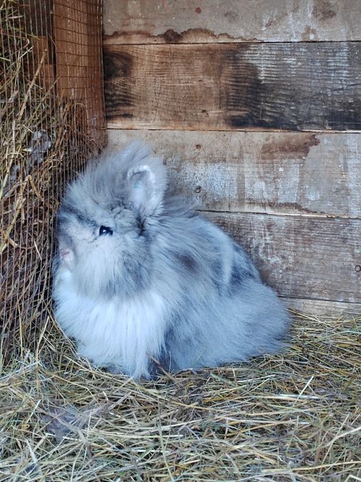 Vând iepuri Cap de leu