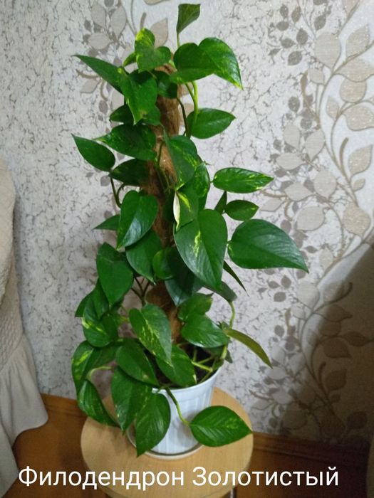 Цветы для дома и офиса