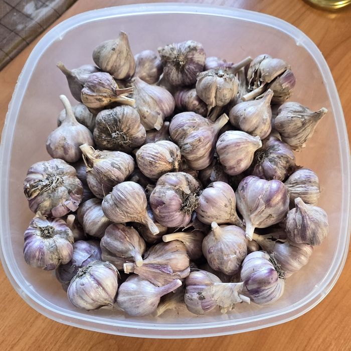 Продам домашний чеснок.