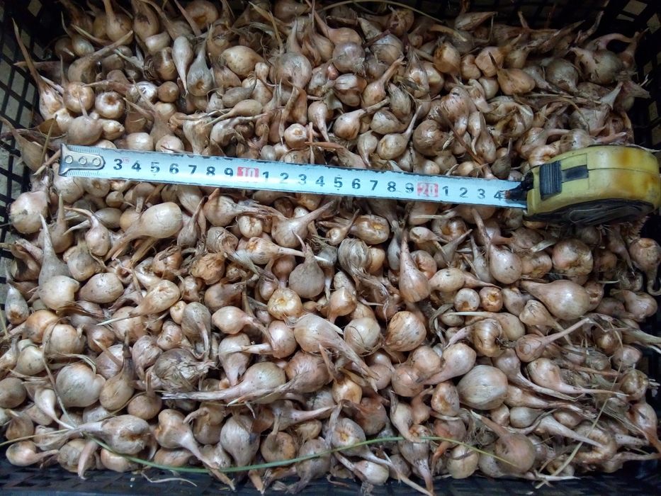 Продавам луковици шафран