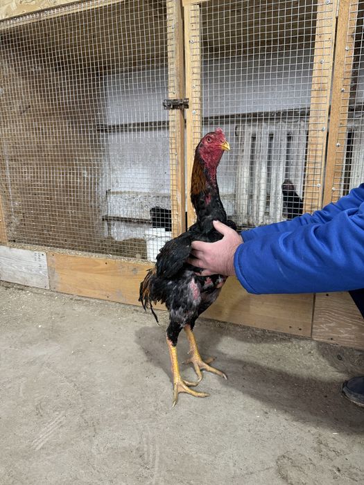 Бойцовый кораз сатылады