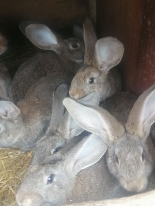 Iepuri  de rasă pura