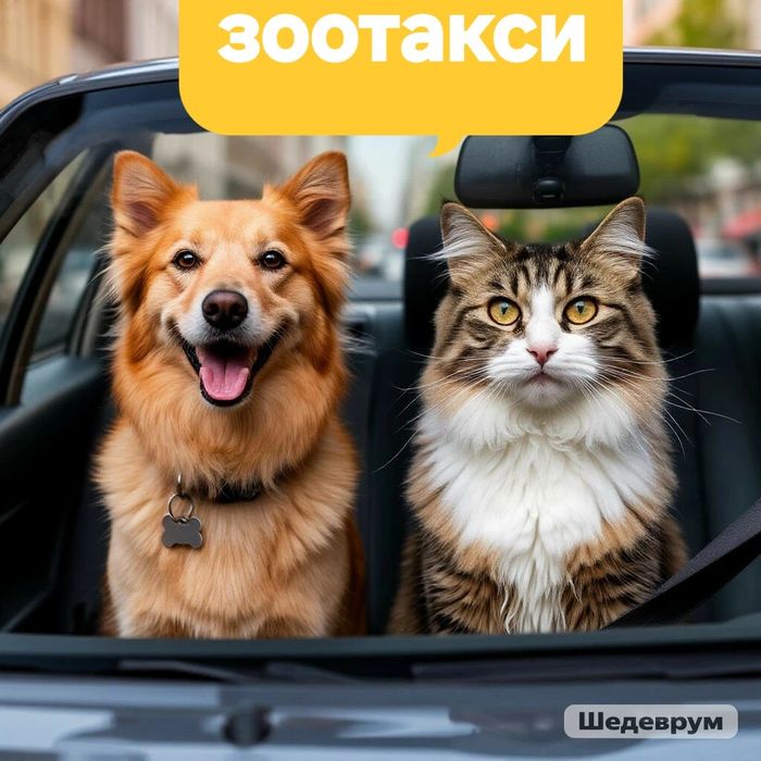 Зоотакси Усть-Каменогорск | Бережная перевозка ваших питомцев