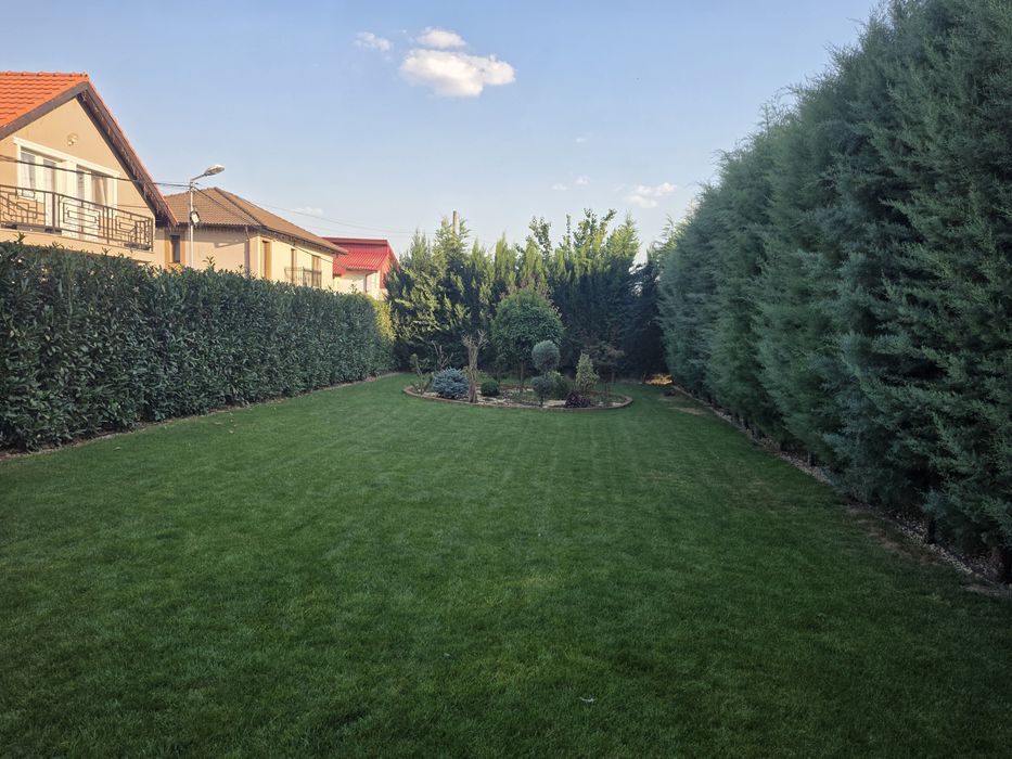 Cupressus Arizonica Fastigiata