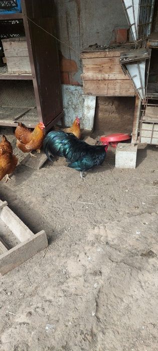 Vand cocos australop