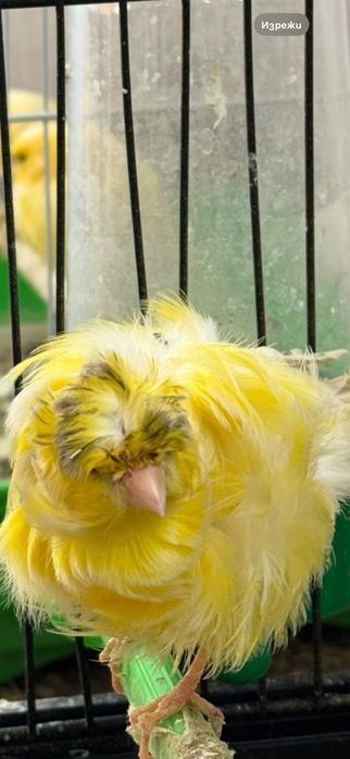 Канарчета порода “Подовано”