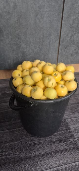 Продам яблоки 12 литра