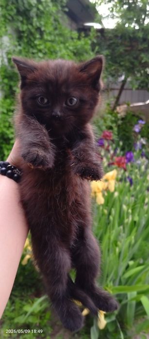 Отдаются котята бесплатно