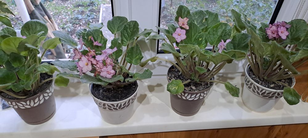 Продам фиалки/комнатные цветы