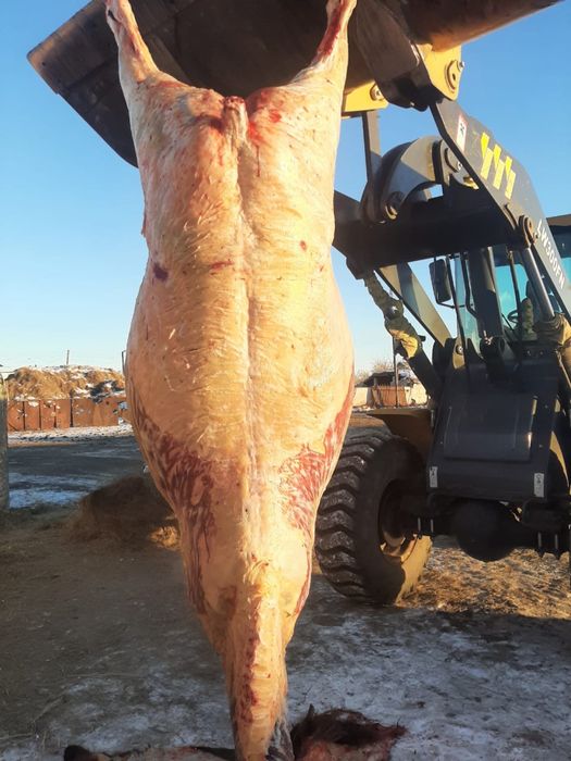 Мясо конины с откорма