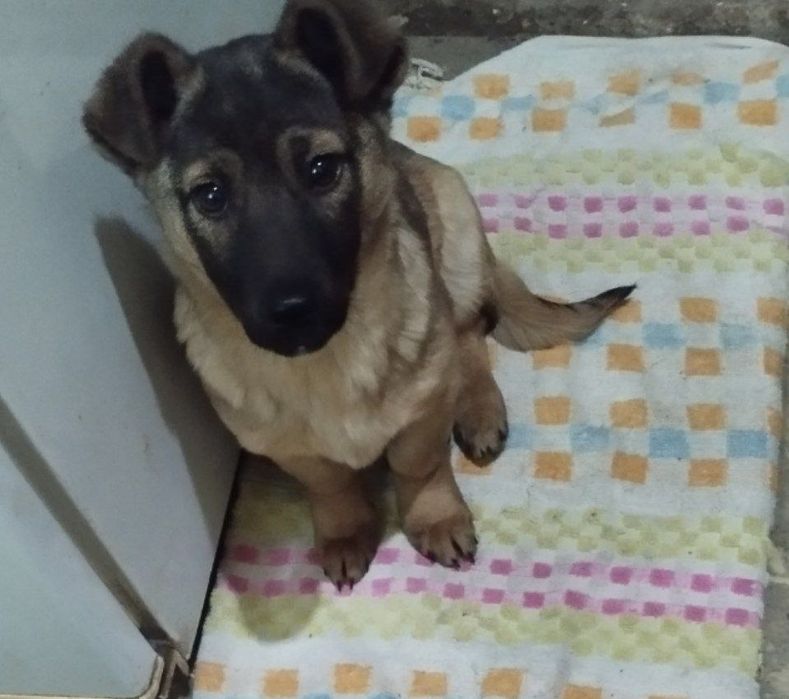 Собачка бесплатно