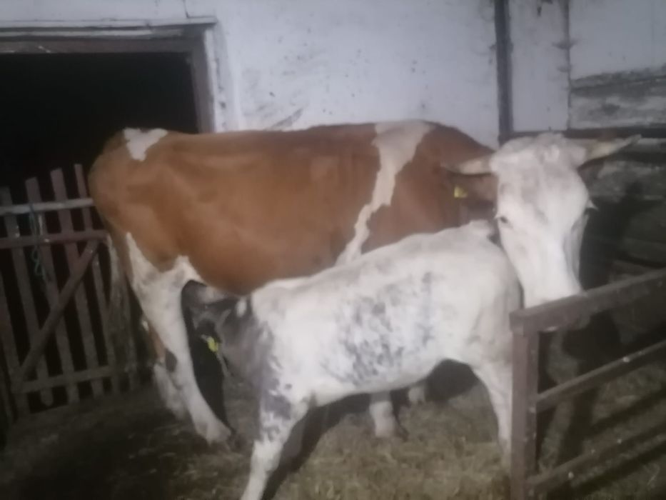 De vânzare vacă și vițel